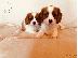 PoulaTo: Βασιλιάς Charles Cavalier Pups